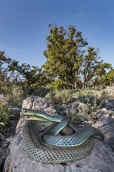 Colubro lacertino - Montpellier snake (Malpolon insignitus fuscus)