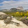 Vipera di Ursini - Ursini's Viper (Vipera Ursinii)