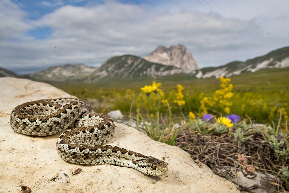 Vipera di Ursini - Ursini's Viper (Vipera Ursinii)