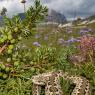 Vipera di Ursini - Ursini's Viper (Vipera Ursinii)