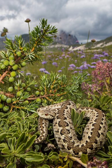 Vipera di Ursini - Ursini's Viper (Vipera Ursinii)