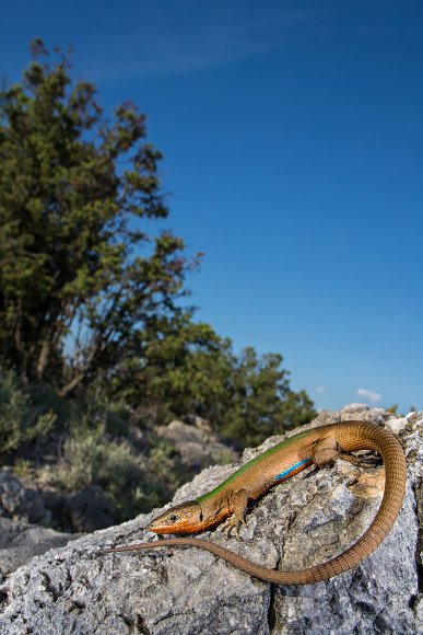 Lucertola adriatica - Dalmatian wall lizard (Podarcis melisellensis)