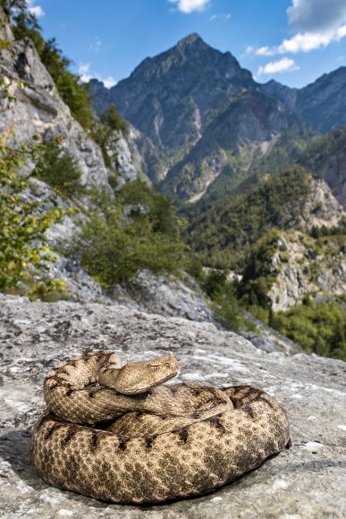 Vipera dal corno - Long nose Viper (Vipera ammodytes)