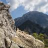 Vipera dal corno - Long nose Viper (Vipera ammodytes)