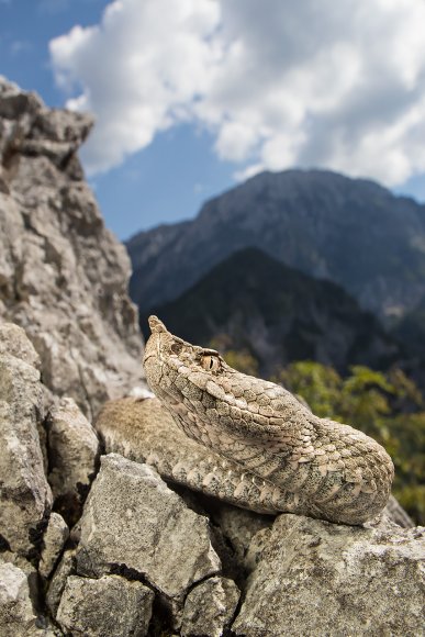 Vipera dal corno - Long nose Viper (Vipera ammodytes)