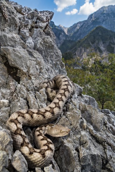 Vipera dal corno - Long nose Viper (Vipera ammodytes)