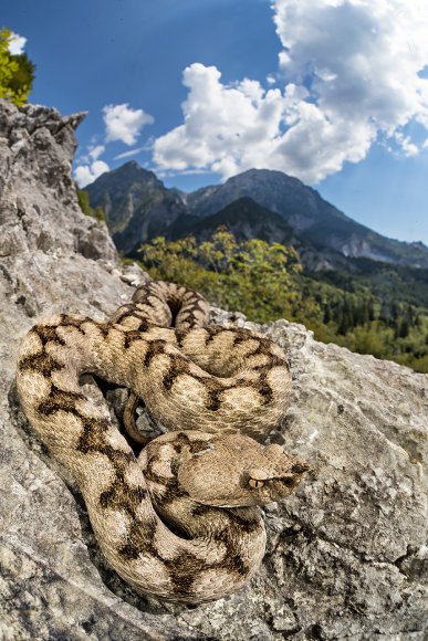 Vipera dal corno - Long nose Viper (Vipera ammodytes)