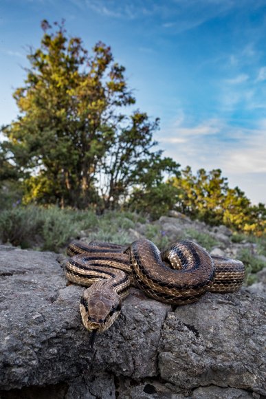 Cervone -Four-lined snake (Elaphe quatuorlineata)  