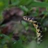 Biacco - Green whip snake (Hierophis viridiflavus) 