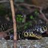 Biacco - Green whip snake (Hierophis viridiflavus) 