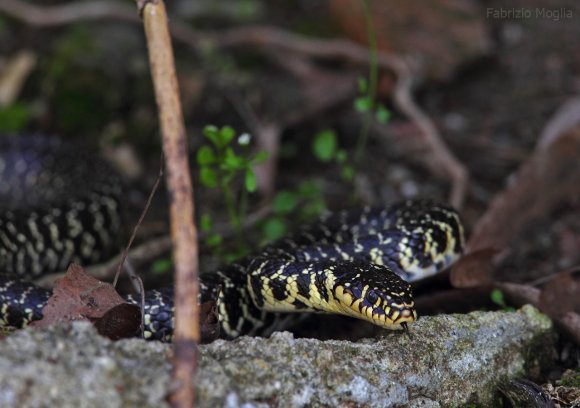 Biacco - Green whip snake (Hierophis viridiflavus) 