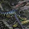 Biacco - Green whip snake (Hierophis viridiflavus) 