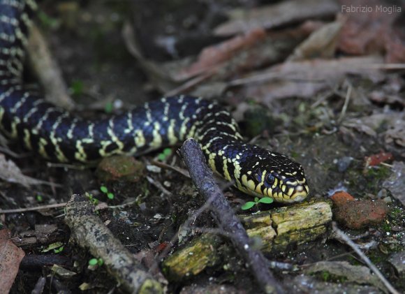 Biacco - Green whip snake (Hierophis viridiflavus) 