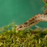 Colubro liscio - Smooth snake (Coronella austriaca)