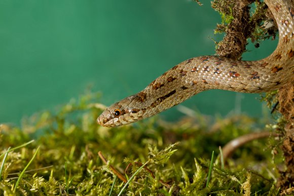 Colubro liscio - Smooth snake (Coronella austriaca)