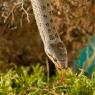 Colubro liscio - Smooth snake (Coronella austriaca)