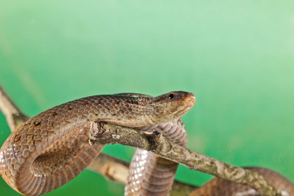 Colubro liscio - Smooth snake (Coronella austriaca)