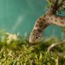 Colubro liscio - Smooth snake (Coronella austriaca)