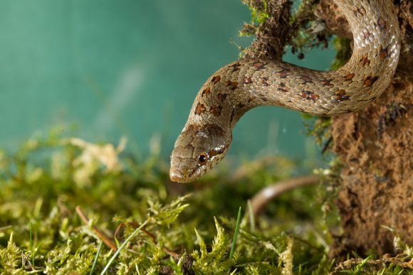 Colubro liscio - Smooth snake (Coronella austriaca)