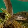 Colubro liscio - Smooth snake (Coronella austriaca)