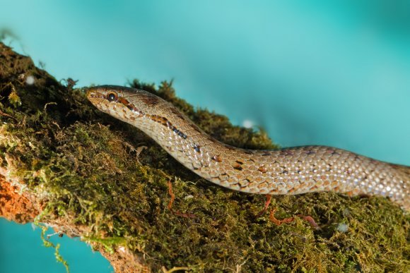 Colubro liscio - Smooth snake (Coronella austriaca)