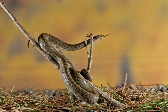 Colubro liscio - Smooth snake (Coronella austriaca)