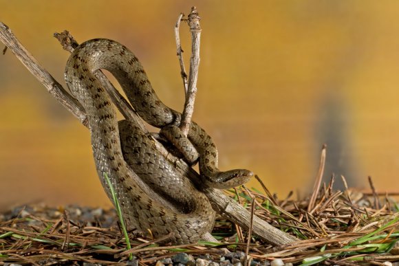 Colubro liscio - Smooth snake (Coronella austriaca)