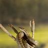 Colubro liscio - Smooth snake (Coronella austriaca)