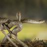 Colubro liscio - Smooth snake (Coronella austriaca)