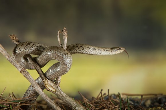 Colubro liscio - Smooth snake (Coronella austriaca)