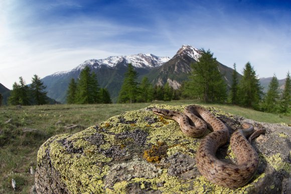 Colubro liscio - Smooth snake (Coronella austriaca)