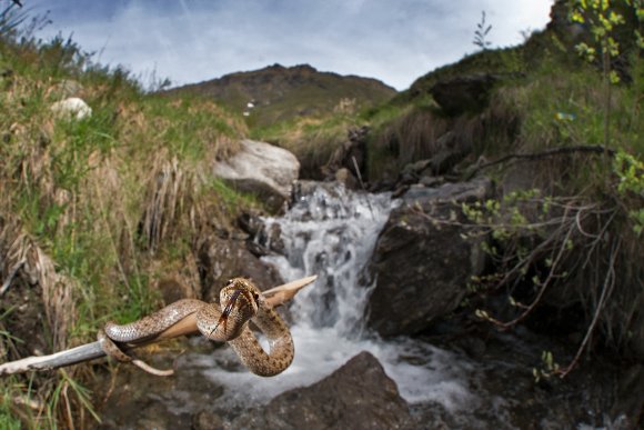 Colubro liscio - Smooth snake (Coronella austriaca)