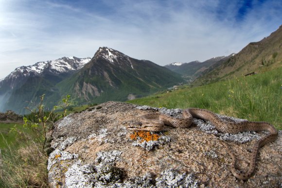 Colubro liscio - Smooth snake (Coronella austriaca)