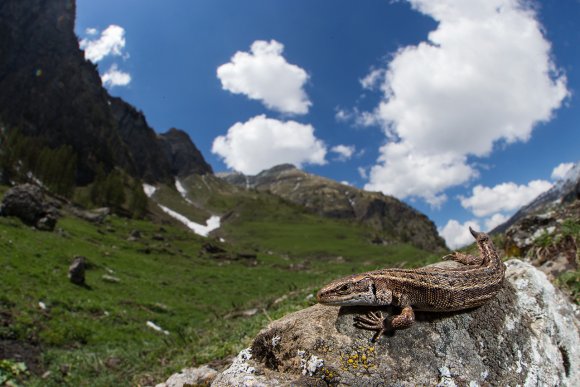 Lucertola vivipara - Viviparous lizard  (Zootoca vivipara)