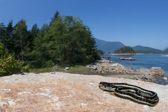 Serpente giarrettiera - Common garter snake (Thamnophis sirtalis)