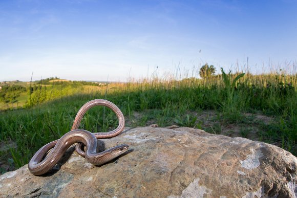 Orbettino - Slow worm (Anguis fragilis)