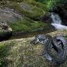 Natrice dal collare - Grass snake (Natrix natrix)