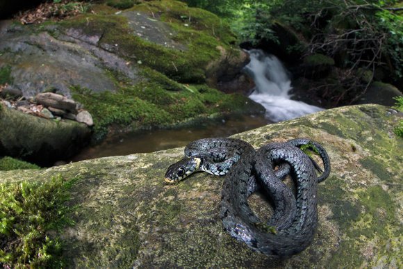 Natrice dal collare - Grass snake (Natrix natrix)