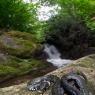 Natrice dal collare - Grass snake (Natrix natrix)