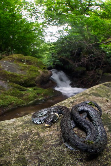 Natrice dal collare - Grass snake (Natrix natrix)