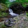 Natrice dal collare - Grass snake (Natrix natrix)