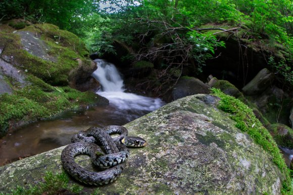 Natrice dal collare - Grass snake (Natrix natrix)