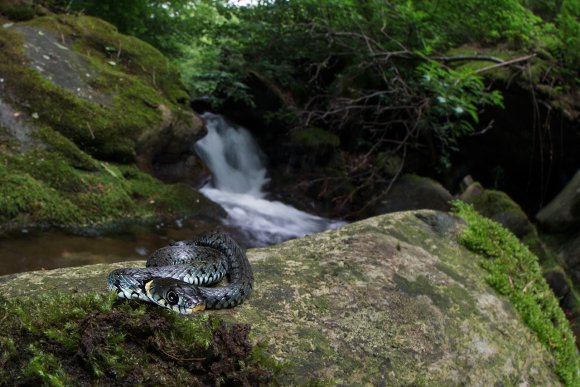 Natrice dal collare - Grass snake (Natrix natrix)