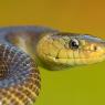 Saettone - Aesculapian snake (Zamenis longissimus)