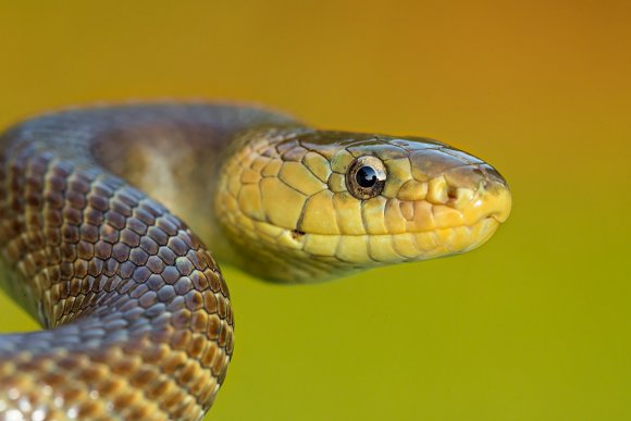 Saettone - Aesculapian snake (Zamenis longissimus)