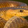 Saettone - Aesculapian snake (Zamenis longissimus)