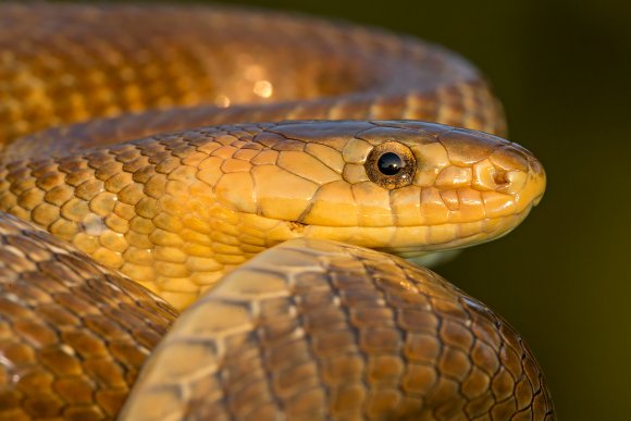 Saettone - Aesculapian snake (Zamenis longissimus)