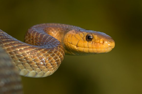 Saettone - Aesculapian snake (Zamenis longissimus)