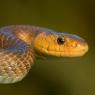 Saettone - Aesculapian snake (Zamenis longissimus)