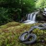 Natrice dal collare - Grass snake (Natrix natrix)